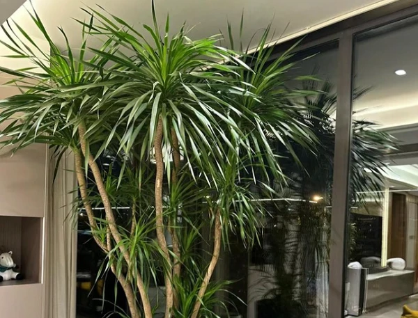 Loài cây nhà giàu mê mẩn, cải thiện phong thủy và tài vận