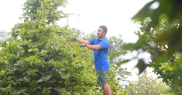 Làng mai lớn nhất TPHCM hối hả chuẩn bị vụ Tết