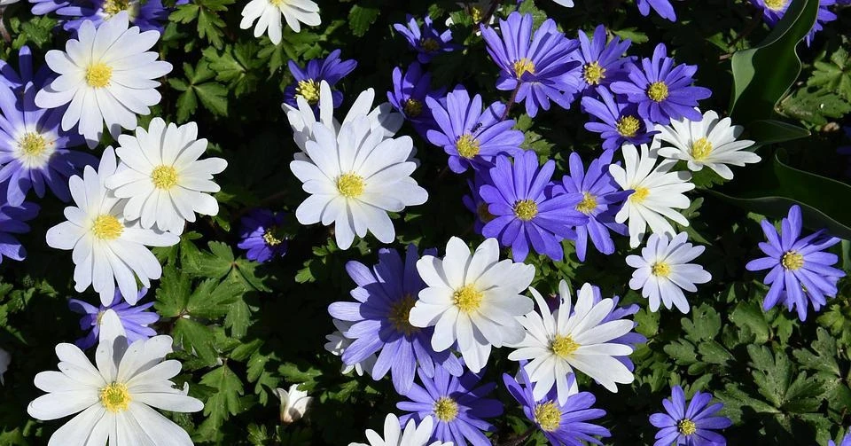 Cuối tháng 2, 4 con giáp đón may mắn, kiếm bộn tiền