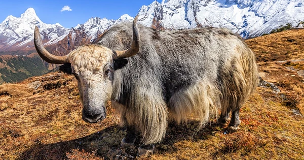 Loài vật được coi là "báu vật" của Tây Tạng nặng 1.000 kg