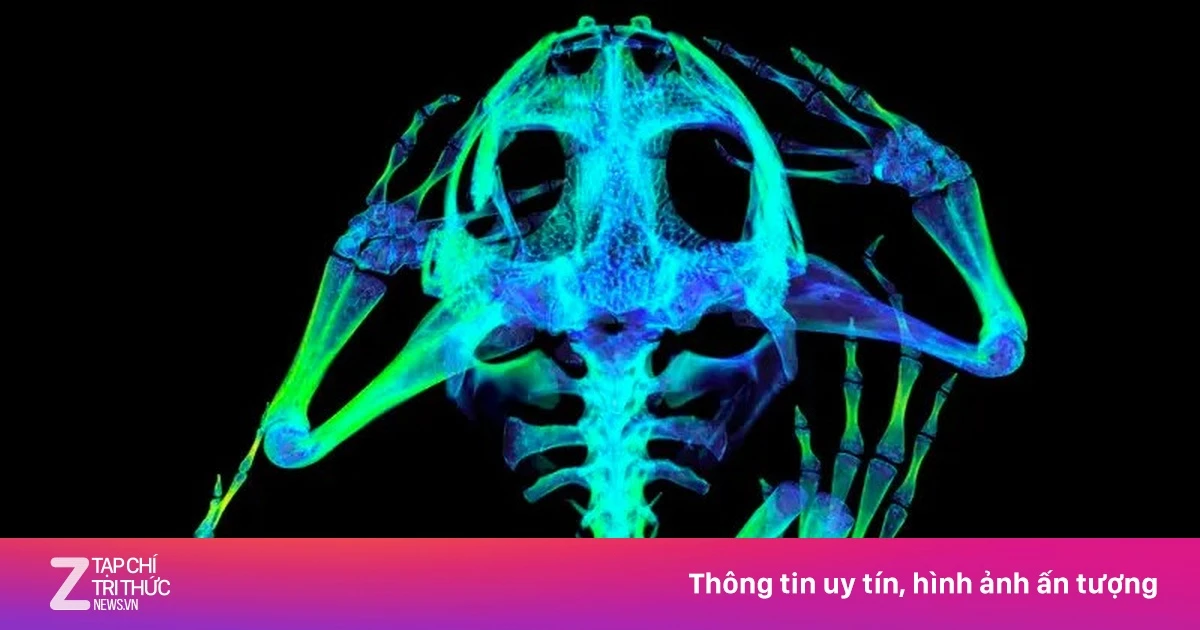 Bức ảnh tuyệt đẹp của cá ngựa, rồng Komodo qua tia X