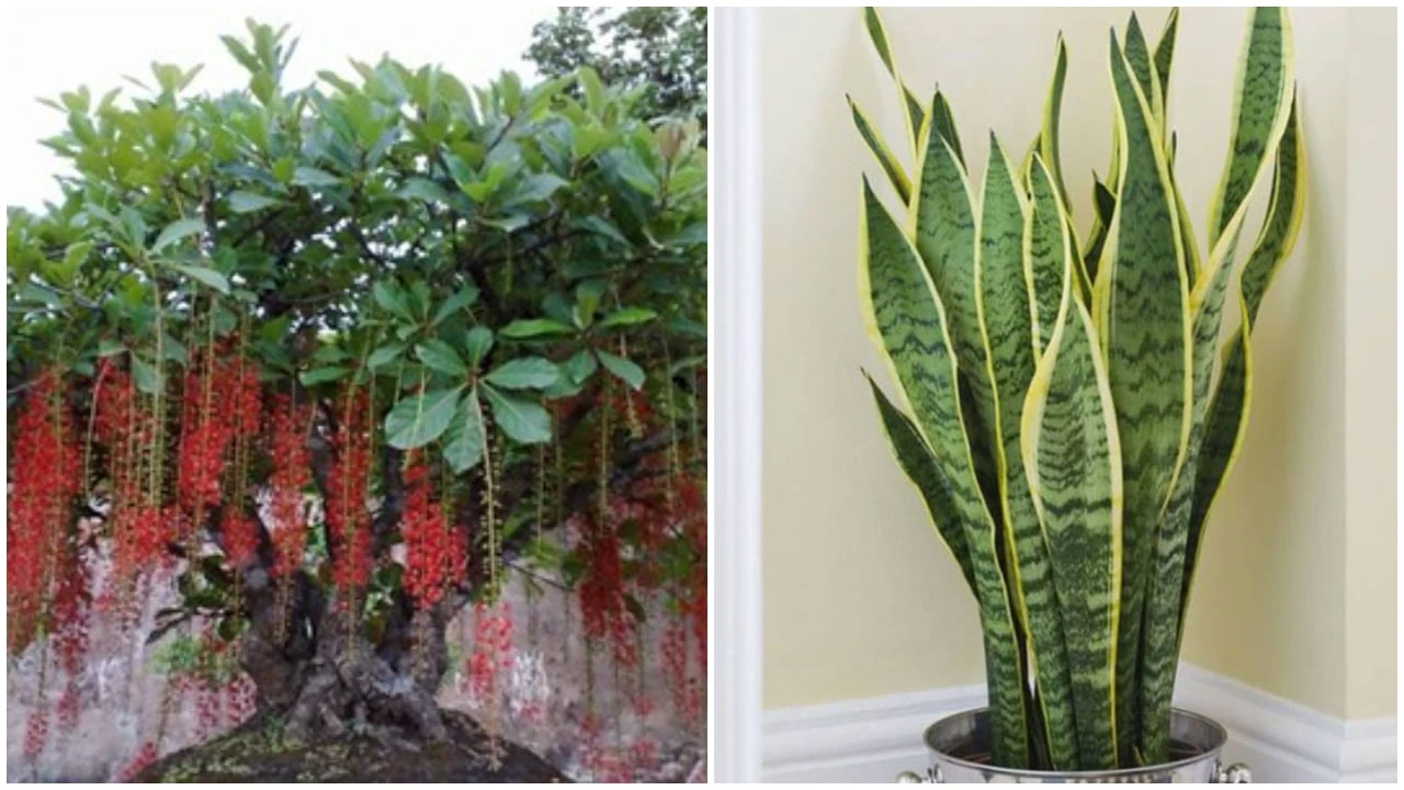 3 loại cây trấn giữ tài lộc, hút tiền bạc