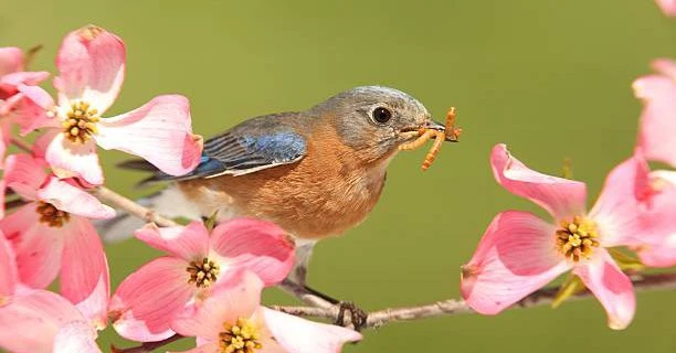 Mùa xuân gõ cửa, 4 con giáp đón quý nhân vào nhà