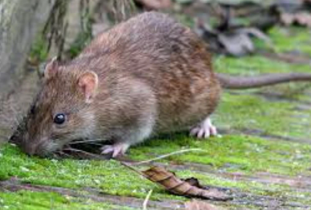 Loài động vật “sống dai” nhất hành tinh, tiến hóa không ngừng