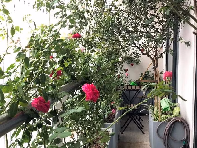 Căn hộ penthouse gia chủ tự thiết kế ban công với vườn hồng mini