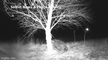 Video: Cap vo chong quay duoc sinh vat hoang da