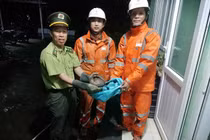 Phát hiện cá thể tê tê quý hiếm ở Huế