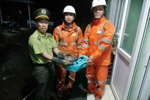 Phát hiện cá thể tê tê quý hiếm ở Huế