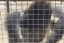 Bắt cá thể voọc đen Hà Tĩnh tấn công người ở Quảng Trị