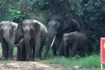 Một người dân bị voi rừng tấn công tử vong ở Đồng Nai