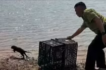 Người dân giao nộp rái cá quý hiếm để thả về tự nhiên