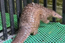 Người dân Lâm Đồng tự nguyện giao nộp cá thể tê tê quý hiếm