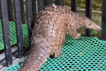 Người dân Lâm Đồng tự nguyện giao nộp cá thể tê tê quý hiếm