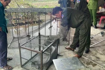 Người dân Hà Tĩnh tự nguyện giao nộp 3 cá thể trăn đất quý hiếm