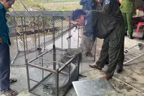 Người dân Hà Tĩnh tự nguyện giao nộp 3 cá thể trăn đất quý hiếm