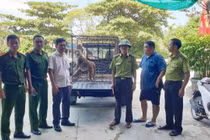 Người dân Quảng Trị giao nộp cá thể khỉ đuôi lợn quý hiếm