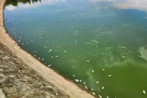 Cá chết trắng mặt hồ Bồng Sơn ở Hà Tĩnh