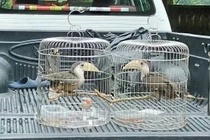 Người dân Quảng Trị giao nộp 2 cá thể chim niệc nâu quý hiếm
