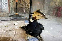 View - 5 cá thể chim bồ câu Nicoba về vườn quốc gia Côn Đảo là loài cực quý | Báo Tri thức và Cuộc sống - TIN TỨC PHỔ BIẾN KIẾN THỨC 24H