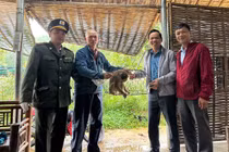 Người dân TP Huế giao nộp cá thể khỉ đuôi lợn quý hiếm