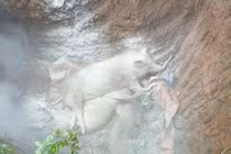 Tiêu huỷ 2000 con heo bị dịch tả ở Quảng Trị