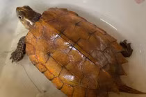 Người dân Hà Tĩnh giao nộp cá thể rùa vàng quý hiếm