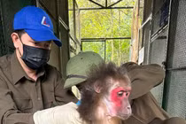 Người dân Quảng Trị giao nộp 2 cá thể khỉ quý hiếm