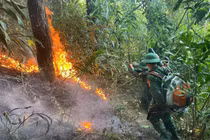 Kịp thời dập tắt đám cháy rừng phòng hộ ở khu vực Đèo Ngang