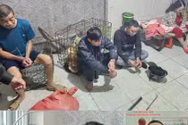 Triệt xoá đường dây chuyên trộm chó ở Khánh Hoà