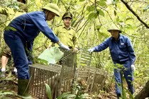 Nhiều động vật quý hiếm được thả về môi trường tự nhiên ở Quảng Trị
