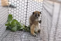 Người dân Hà Tĩnh giao nộp cá thể culi quý hiếm