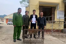 Người dân Quảng Trị giao nộp cá thể khỉ vàng quý hiếm