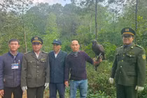 Tái thả đại bàng đen quý hiếm về tự nhiên ở Huế