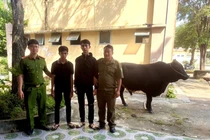 Bắt 2 đối tượng trộm bò của người dân ở Lâm Đồng