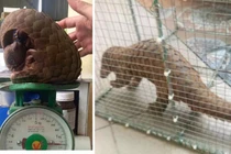 Người dân Quảng Trị giao nộp cá thể tê tê quý hiếm