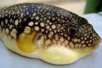 Ăn cá nóc, 9 người ở Lâm Đồng bị ngộ độc