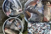 Hàng loạt cá mè bị chặt đứt đầu ở hồ Kẻ Gỗ