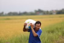 Nông dân Hà Tĩnh “chạy đua” gặt lúa non tránh bão số 5 Kajiki