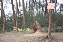 Hàng ngàn cây phi lao nhiều năm tuổi với đủ kích thước, cao thấp khác nhau đã bị bật trơ gốc, gãy đổ, xiêu vẹo nằm la liệt.