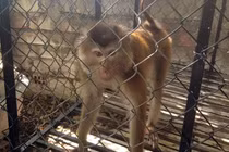 Người dân tự nguyện giao nộp cá thể khỉ đuôi lợn quý hiếm