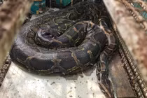 Người dân mua lại cá thể trăn đất quý hiếm thả về tự nhiên