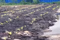 Khởi tố thêm 1 bị can trong vụ gây ô nhiễm môi trường ở Đồng Tháp