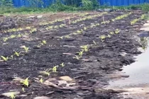 Khởi tố thêm 1 bị can trong vụ gây ô nhiễm môi trường ở Đồng Tháp