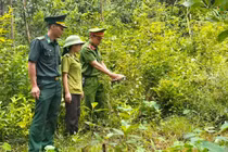 Thả cá thể rùa núi vàng quý hiếm về lại tự nhiên