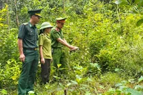 Thả cá thể rùa núi vàng quý hiếm về lại tự nhiên