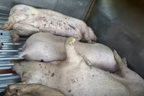 Điều tra vụ 9 con lợn chết không rõ nguồn gốc tại cơ sở giết mổ