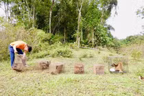 Vườn Quốc gia Vũ Quang tái thả 6 cá thể cầy vòi mốc quý hiếm về tự nhiên