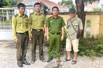 Người dân Quảng Trị giao nộp cá thể khỉ mặt đỏ quý hiếm