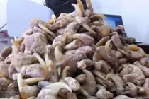 Tàng trữ xương sư tử, người đàn ông bị xử phạt hơn 262 triệu