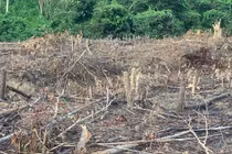 Phá rừng tự nhiên, người phụ nữ bị xử phạt 100 triệu đồng
